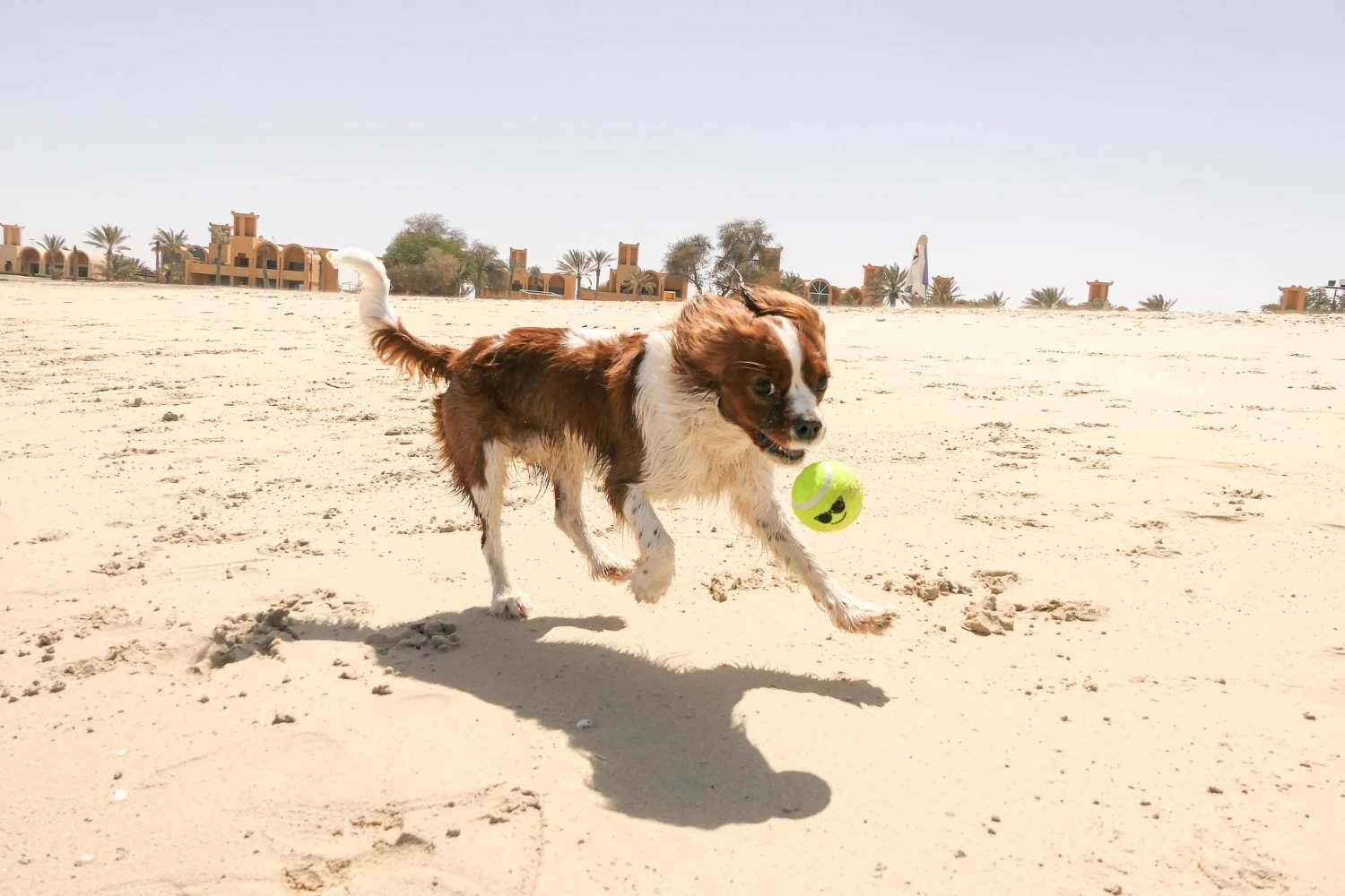 Most Pet-Friendly Communities in Dubai  - Updated for 2022