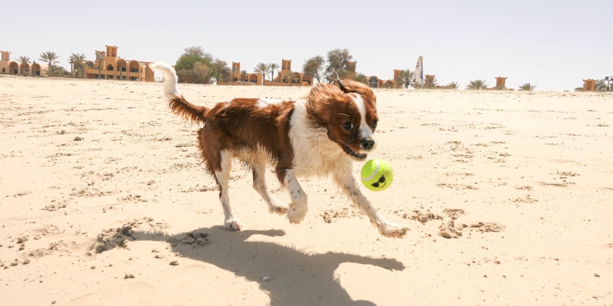 Most PetFriendly Communities in Dubai Updated for 2022